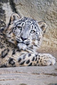 Preview wallpaper irbis, kitten, glance, animal, cliff