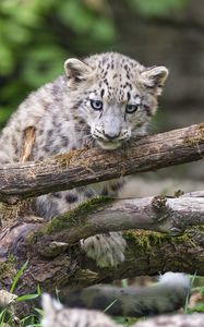 Preview wallpaper irbis, kitten, log, predator, wildlife