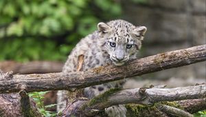 Preview wallpaper irbis, kitten, log, predator, wildlife