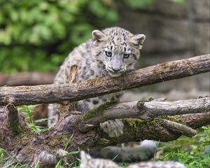 Preview wallpaper irbis, kitten, log, predator, wildlife