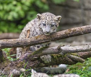 Preview wallpaper irbis, kitten, log, predator, wildlife