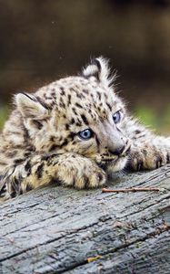 Preview wallpaper irbis, kitten, predator, log