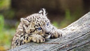 Preview wallpaper irbis, kitten, predator, log