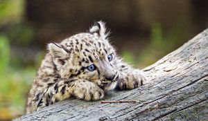 Preview wallpaper irbis, kitten, predator, log