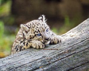 Preview wallpaper irbis, kitten, predator, log