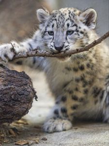 Preview wallpaper irbis, kitten, predator, branch, animal