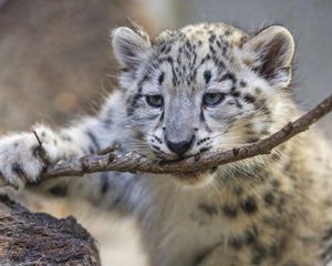 Preview wallpaper irbis, kitten, predator, branch, animal
