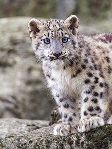 Preview wallpaper irbis, kitten, wildlife, animal