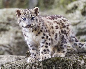 Preview wallpaper irbis, kitten, wildlife, animal