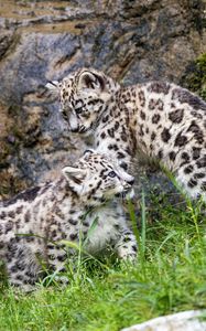 Preview wallpaper irbis, kittens, wildlife, predators, grass