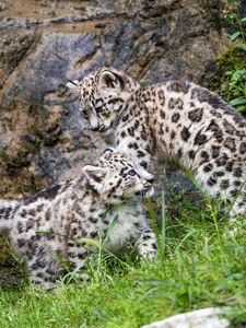 Preview wallpaper irbis, kittens, wildlife, predators, grass