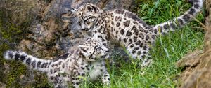 Preview wallpaper irbis, kittens, wildlife, predators, grass