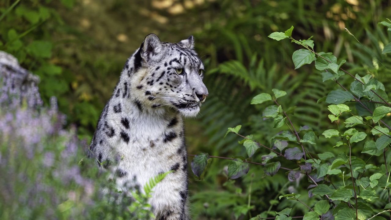 Wallpaper irbis, leaves, branches, predator, big cat, animal