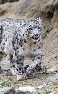 Preview wallpaper irbis, lick, protruding tongue, predator, big cat