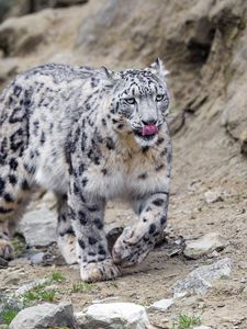 Preview wallpaper irbis, lick, protruding tongue, predator, big cat