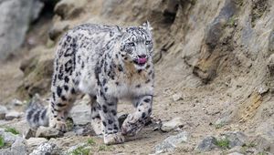 Preview wallpaper irbis, lick, protruding tongue, predator, big cat