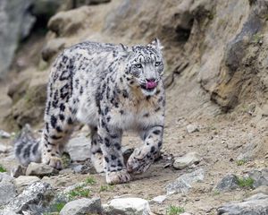 Preview wallpaper irbis, lick, protruding tongue, predator, big cat