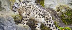 Preview wallpaper irbis, paw, predator, big cat, animal, stone