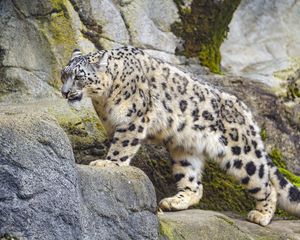 Preview wallpaper irbis, paw, predator, big cat, animal, stone