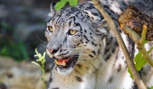 Preview wallpaper irbis, paw, predator, big cat, leaves