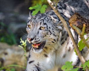 Preview wallpaper irbis, paw, predator, big cat, leaves