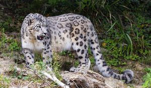 Preview wallpaper irbis, paw, predator, big cat, branches