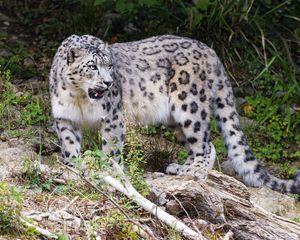 Preview wallpaper irbis, paw, predator, big cat, branches
