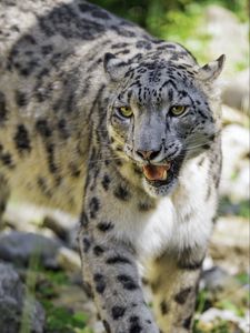 Preview wallpaper irbis, paws, predator, big cat, movement