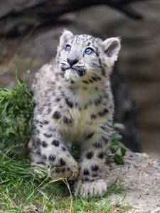 Preview wallpaper irbis, paws, predator, big cat, wildlife