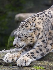 Preview wallpaper irbis, pose, paws, predator, animal, big cat