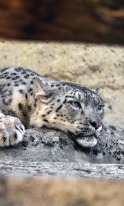 Preview wallpaper irbis, pose, predator, big cat, stone