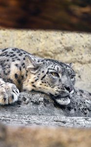 Preview wallpaper irbis, pose, predator, big cat, stone