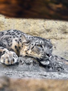 Preview wallpaper irbis, pose, predator, big cat, stone