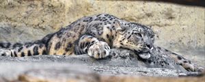 Preview wallpaper irbis, pose, predator, big cat, stone