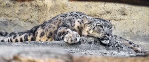 Preview wallpaper irbis, pose, predator, big cat, stone