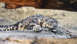Preview wallpaper irbis, pose, predator, big cat, stone