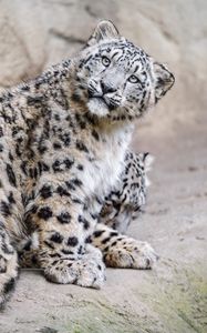 Preview wallpaper irbis, pose, predator, animal, wildlife