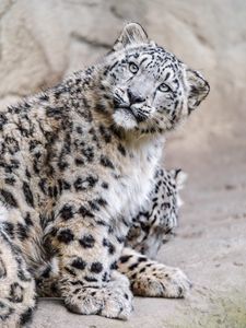 Preview wallpaper irbis, pose, predator, animal, wildlife