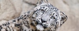 Preview wallpaper irbis, pose, predator, animal, wildlife