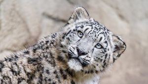 Preview wallpaper irbis, pose, predator, animal, wildlife