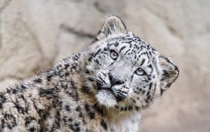 Preview wallpaper irbis, pose, predator, animal, wildlife