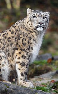 Preview wallpaper irbis, pose, predator, big cat, stone, wildlife