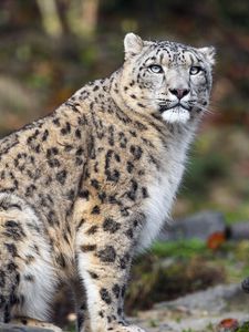 Preview wallpaper irbis, pose, predator, big cat, stone, wildlife
