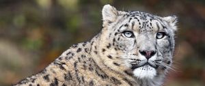 Preview wallpaper irbis, pose, predator, big cat, stone, wildlife