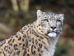 Preview wallpaper irbis, pose, predator, big cat, stone, wildlife