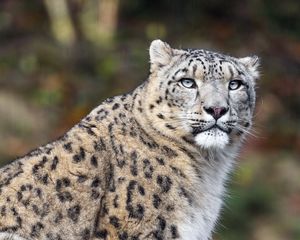Preview wallpaper irbis, pose, predator, big cat, stone, wildlife