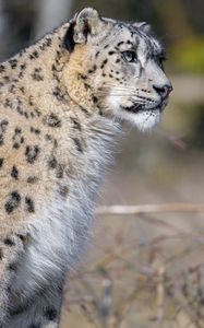 Preview wallpaper irbis, predator, animal, big cat, wildlife