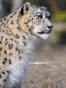 Preview wallpaper irbis, predator, animal, big cat, wildlife