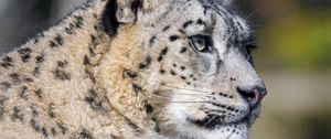 Preview wallpaper irbis, predator, animal, big cat, wildlife