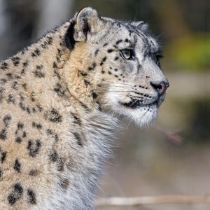 Preview wallpaper irbis, predator, animal, big cat, wildlife
